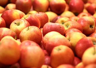 Cultivo de Manzana