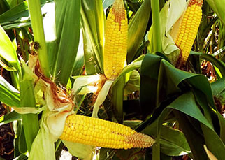 Aplicación en maíz