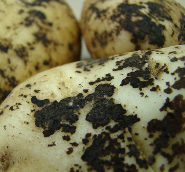 Costra negra en tubérculos de papa