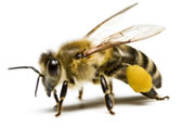 Imagen de abeja