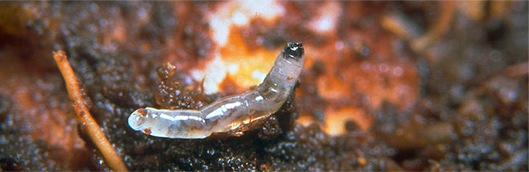 Larva Gnatrol