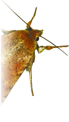 Imagen de insecto