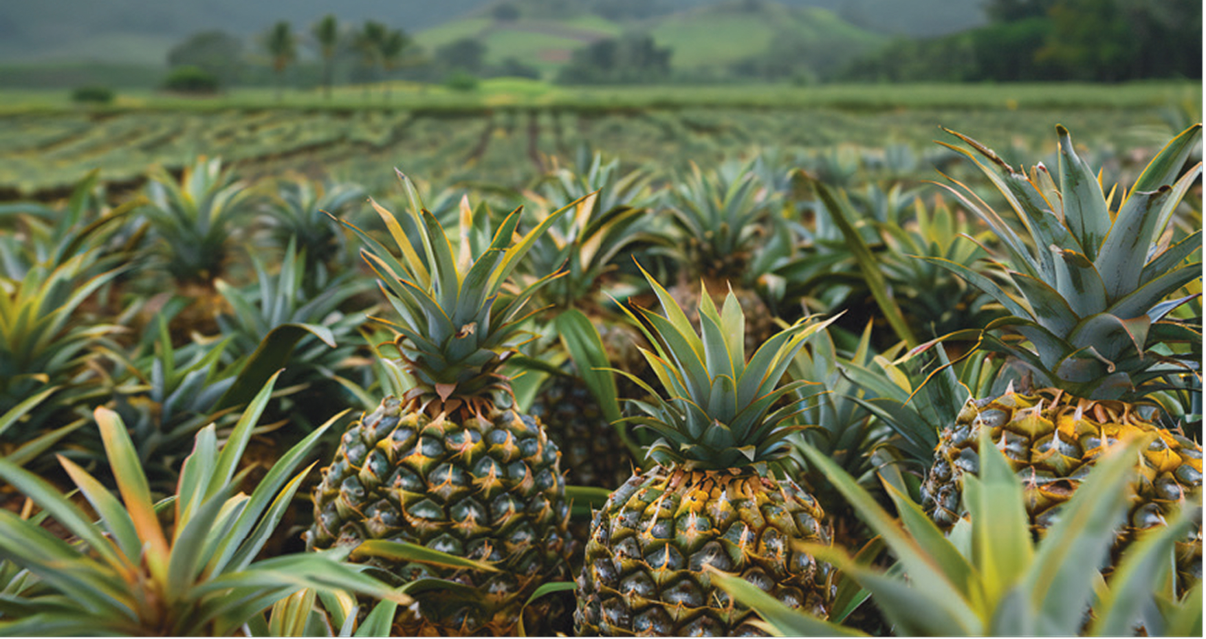 Cultivo de piña en campo